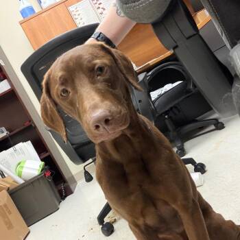 Red -  Terrier Dog for Adoption in Winston-salem, North Carolina - Red | PetCurious