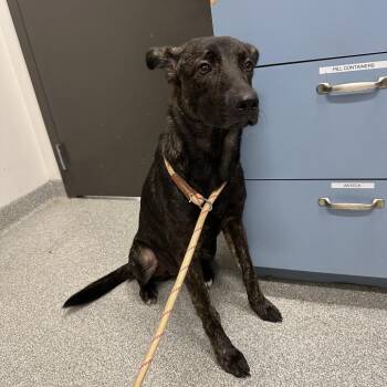 Navy -  Mixed Breed Dog for Adoption in Oak Brook, Illinois - Navy | PetCurious