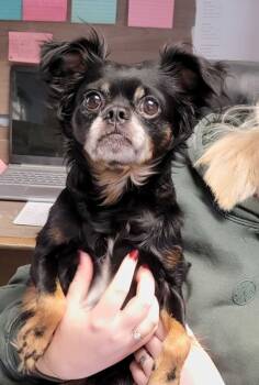 Rescue Pekingese and Mixed Breed Dogs for Adoption in Chillicothe, Ohio - Boomer | PetCurious