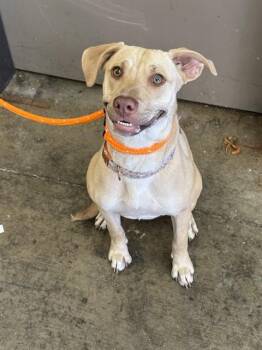 CHROMIE -  Pit Bull Terrier Dog for Adoption in Ontario, California - CHROMIE | PetCurious