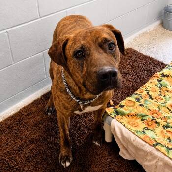 Molly - Delta -  Mixed Breed Dog for Adoption in Ridgway, Colorado - Molly - Delta | PetCurious