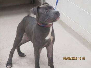 (803) -  Pit Bull Terrier Dog for Adoption in Marietta, Georgia - (803) | PetCurious