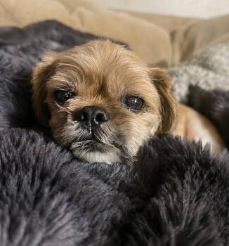 Blanche -  Shih Tzu Dog for Adoption in Pontiac, Michigan - Blanche | PetCurious