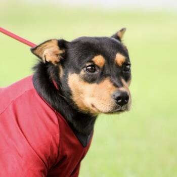 Thunder from Down Under -  Australian Kelpie Dog for Adoption in Columbia, South Carolina - Thunder From Down Under | PetCurious