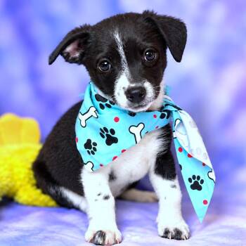 Wasabi -  Chihuahua and Mixed Breed Dog for Adoption in Boerne, Texas - Wasabi | PetCurious