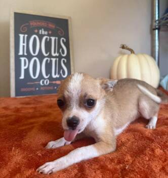 Dotty -  Chihuahua Dog for Adoption in Groveland, Massachusetts - Dotty | PetCurious
