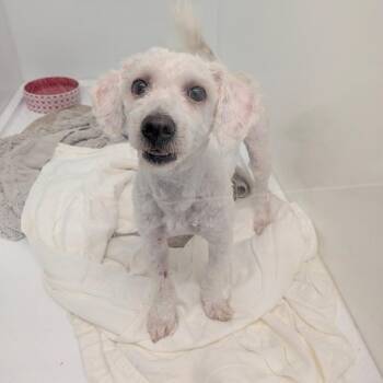 Cotton -  Miniature Poodle Dog for Adoption in Chico, California - Cotton | PetCurious