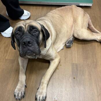 Pixie -  Mastiff and Mixed Breed Dog for Adoption in Beaumont, Texas - Pixie | PetCurious