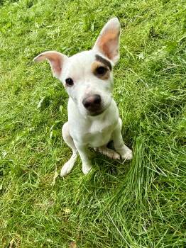 Montego -  Pit Bull Terrier Dog for Adoption in Wasilla, Alaska - Montego | PetCurious