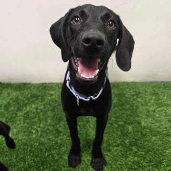 Phineas -  Black Labrador Retriever and Hound Dog for Adoption in Columbia, Missouri - Phineas | PetCurious