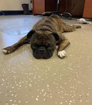 JAX -  Boston Terrier and Pug Dog for Adoption in Fort Wayne, Indiana - JAX | PetCurious