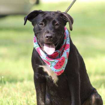 Costa -  Catahoula Leopard Dog and Labrador Retriever Dog for Adoption in Columbia, South Carolina - Costa | PetCurious