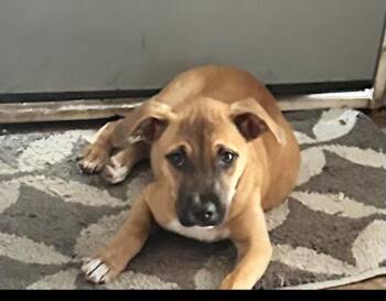 Rescue Boxer and Anatolian Shepherd Dogs for Adoption in North Augusta, South Carolina - Precious | PetCurious