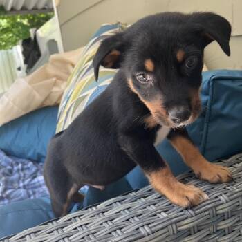 Australian Shepherd and Mixed Breed Dogs Available for Adoption in Rossville, Georgia - Dil Pickles | PetCurious