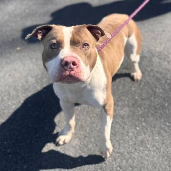 Draco -  Pit Bull Terrier Dog for Adoption in Pottsville, Pennsylvania - Draco | PetCurious