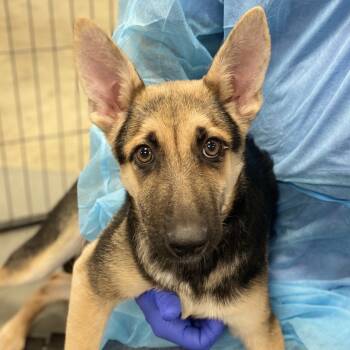 Rescue Mixed Breed Dogs for Adoption in Westhampton, New York - Tamera | PetCurious