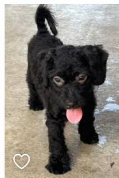 Rescue Shih Tzu and Miniature Poodle Dogs for Adoption in The Woodlands, Texas - Carmen | PetCurious