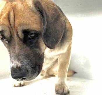 German Shepherd Dog and Beagle Dogs Available for Adoption in Houston, Texas - A654284 | PetCurious