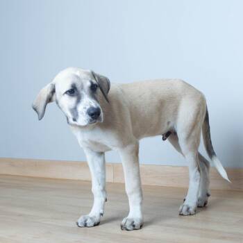 Jenks D69919 -  Yellow Labrador Retriever and Mixed Breed Dog for Adoption in Minnetonka, Minnesota - Jenks D69919 | PetCurious