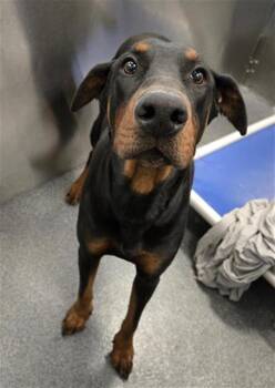 Mixed Breed Dogs Available for Adoption in Dallas, Texas - MAZE | PetCurious