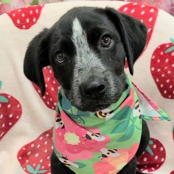 Warrior -  Mixed Breed Dog for Adoption in Woolwich, Maine - Warrior | PetCurious