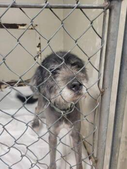 Boo -  Siberian Husky and Standard Poodle Dog for Adoption in Hobart, Indiana - Boo | PetCurious