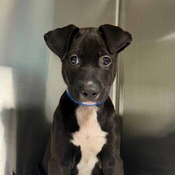 Obsidian -  Catahoula Leopard Dog Dog for Adoption in Lakeland, Florida - Obsidian | PetCurious