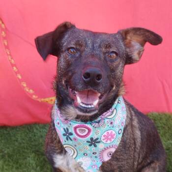 STELLA -  Labrador Retriever and Cattle Dog Dog Available for Adoption in Rowland Heights, California - STELLA | PetCurious