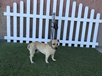Chihuahua and Mixed Breed Dogs Available for Adoption in Modesto, California - SPUNKY | PetCurious
