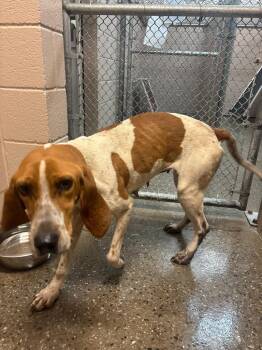 Hound and Mixed Breed Dogs Available for Adoption in Burnsville, North Carolina - Athena | PetCurious