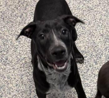 Toby -  Labradoodle Dog for Adoption in Golden, Colorado - Toby | PetCurious