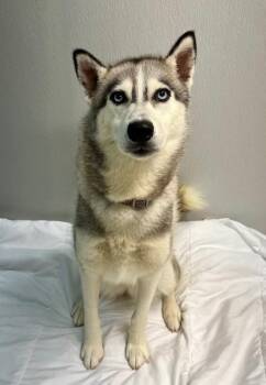Rescue Husky Dogs for Adoption in Corsicana, Texas - Prada | PetCurious