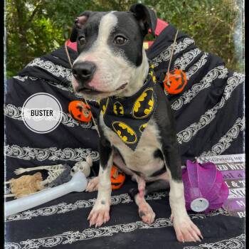 Rescue Pit Bull Terrier Dogs for Adoption in Sebring, Florida - Buster | PetCurious