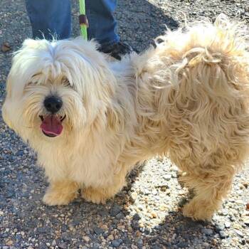 Rescue Terrier Dogs for Adoption in Fairfax, Virginia - Marshmallow | PetCurious