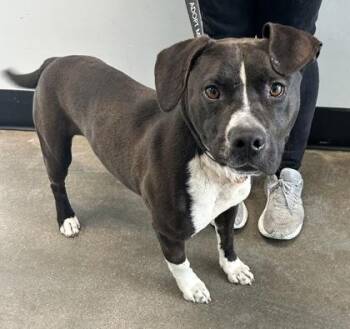 Midnight -  Mixed Breed Dog for Adoption in West Chester, Pennsylvania - Midnight | PetCurious