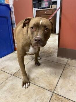 Rescue Mixed Breed Dogs for Adoption in Cincinnati, Ohio - Marilyn | PetCurious