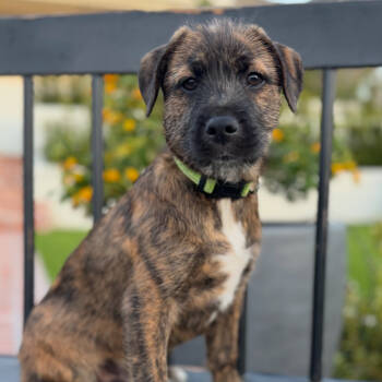 Rescue Terrier and Mixed Breed Dogs for Adoption in San Diego, California - Cosmo | PetCurious