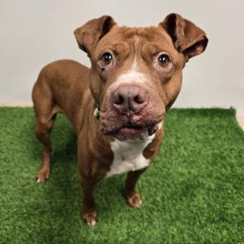 Rescue Pit Bull Terrier Dogs for Adoption in Columbia, Missouri - Kobe | PetCurious