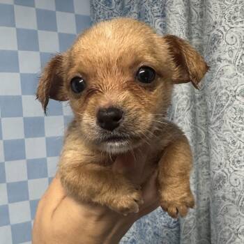Otis -  Shih Tzu and Chihuahua Dog for Adoption in Crosby, Texas - Otis | PetCurious