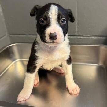 Strider -  Pit Bull Terrier and Mixed Breed Dog for Adoption in Tuscaloosa, Alabama - Strider | PetCurious