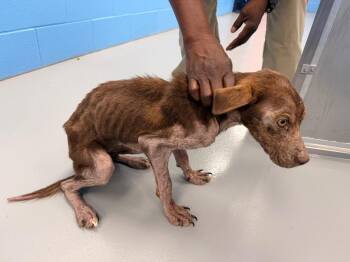 Godiva -  Labrador Retriever Dog for Adoption in Hartsville, South Carolina - Godiva | PetCurious