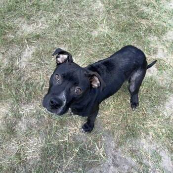 Ally -  Pit Bull Terrier Dog for Adoption in Valdosta, Georgia - Ally | PetCurious