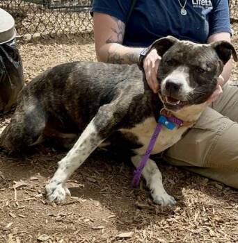 Germany -  Mixed Breed Dog for Adoption in Chamblee, Georgia - Germany | PetCurious