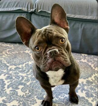 French Bulldog Dogs Available for Adoption in Bradenton, Florida - Hazel | PetCurious