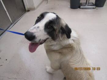 (28) -  Great Pyrenees and Anatolian Shepherd Dog for Adoption in Marietta, Georgia - (28) | PetCurious
