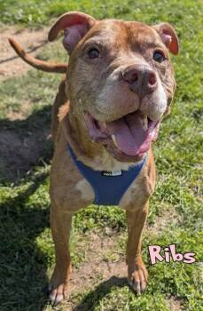 Ribs -  Pit Bull Terrier and Mixed Breed Dog for Adoption in Mason, Michigan - Ribs | PetCurious
