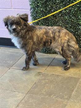 Rescue Mixed Breed Dogs for Adoption in El Paso, Texas - 59834515 | PetCurious