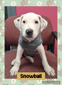 Snowball -  Mixed Breed Dog for Adoption in Iron River, Michigan - Snowball | PetCurious