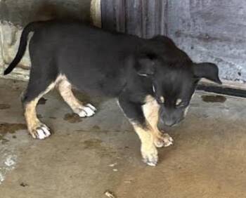 Terrier Dogs Available for Adoption in San Antonio, Texas - SELA | PetCurious