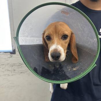 Tokyo 1486 -  Beagle Dog for Adoption in Loxahatchee Groves, Florida - Tokyo 1486 | PetCurious